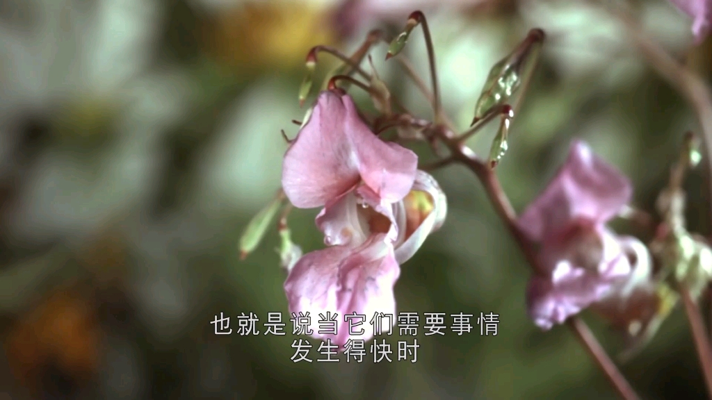 凤仙花种子的弹射传播(中文版)
