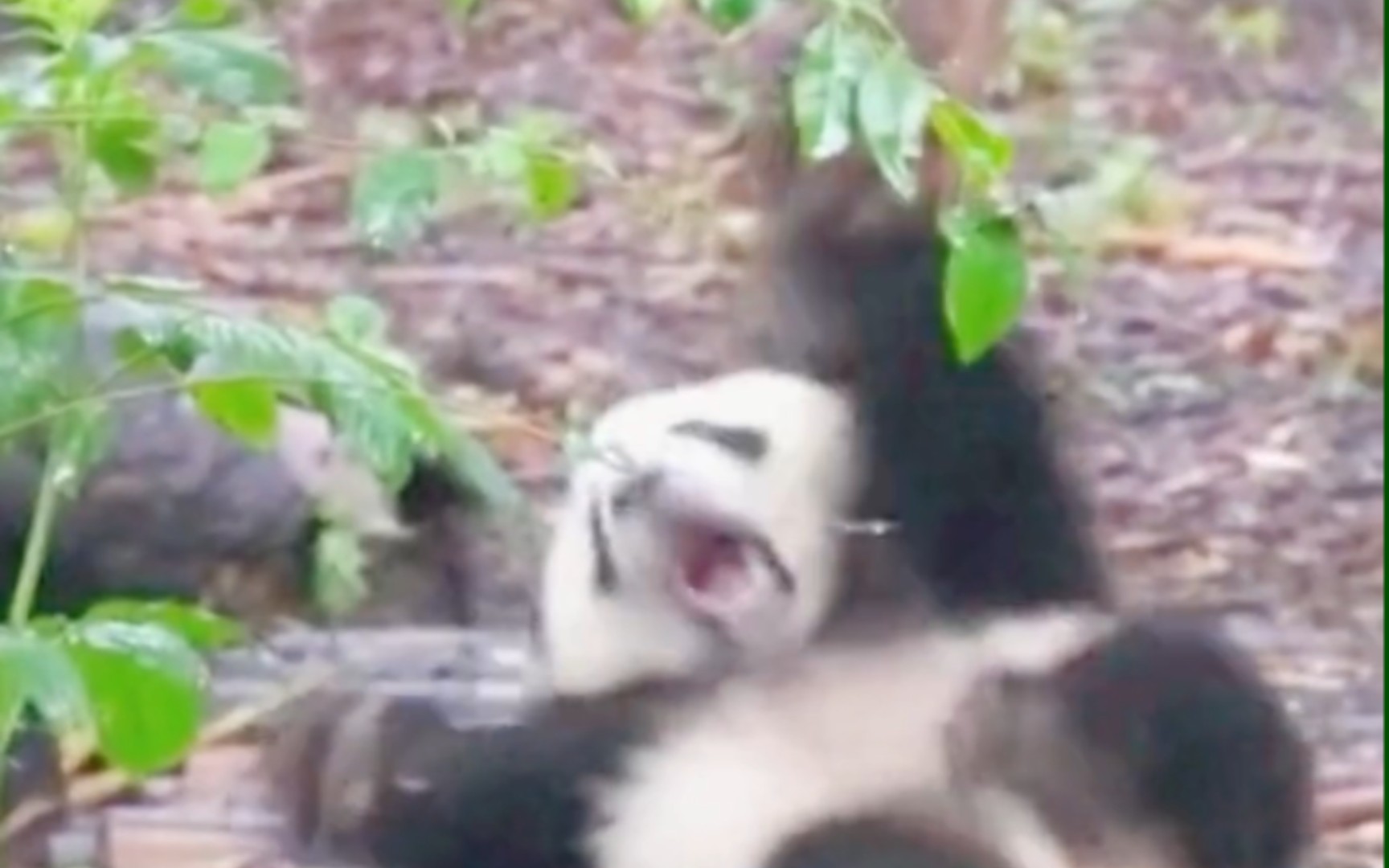 国宝熊猫真可爱，哈哈。