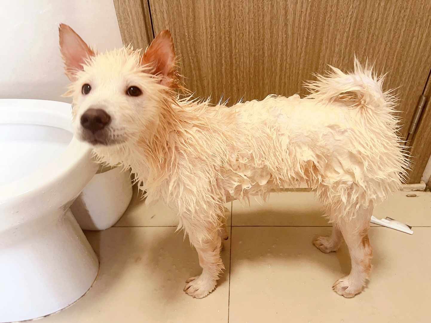 【冷风宇宙】狗生第一次洗澡
