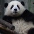 大熊猫和花-木架技巧高手成和花