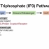 三磷酸肌醇IP3及钙信号通路｜信号通路系列