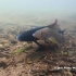 茴鱼(Grayling)水下交配产卵视频
