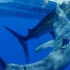 正在放生的马林鱼被巨大灰鲭鲨攻击