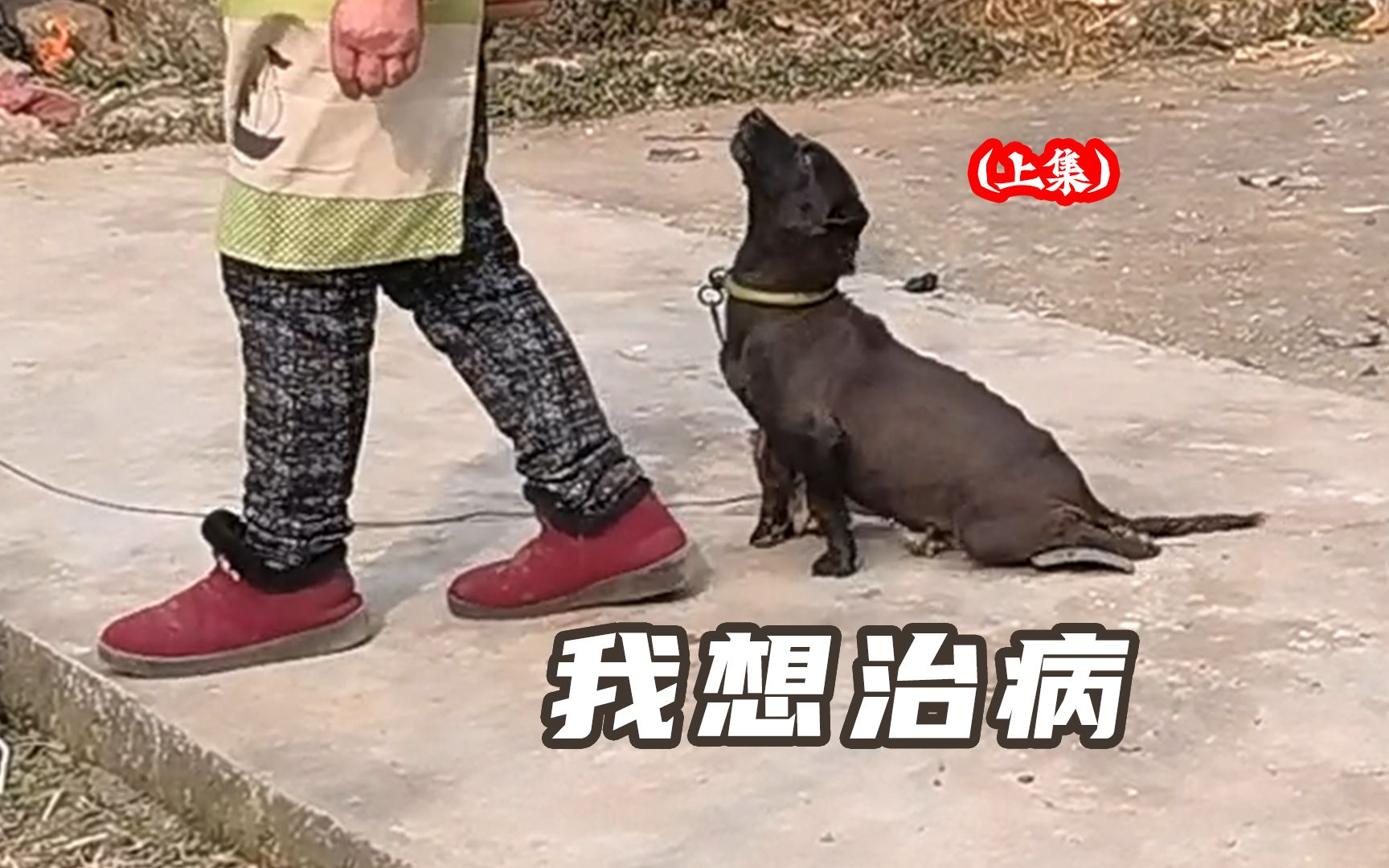 【老疯杨】农村的狗生病了，不能给它治吗？（上集）