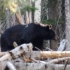 【高清视频素材】一只黑熊