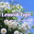 英文推歌 || 《 Lemon Tree 》是一首超励志的歌，瞬间让人心情变美好的神曲！！！
