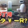 成年芦丁鸡多少钱一只？品种不同，价格不一