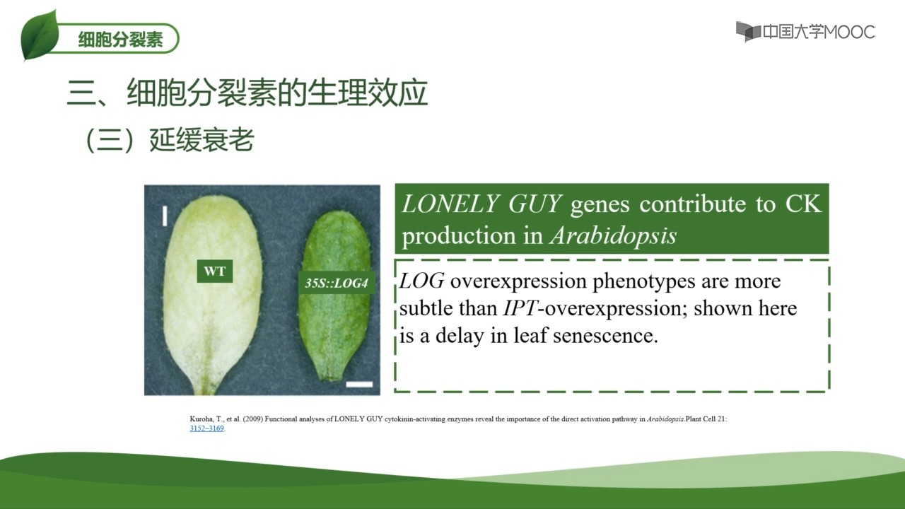 [8.4.1]--8.3细胞分裂素