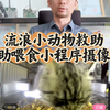 流浪小动物救助，自助喂食小程序摄像头 #网络摄像头 #webRTC #流浪动物救助 #途猫 #音视频设备