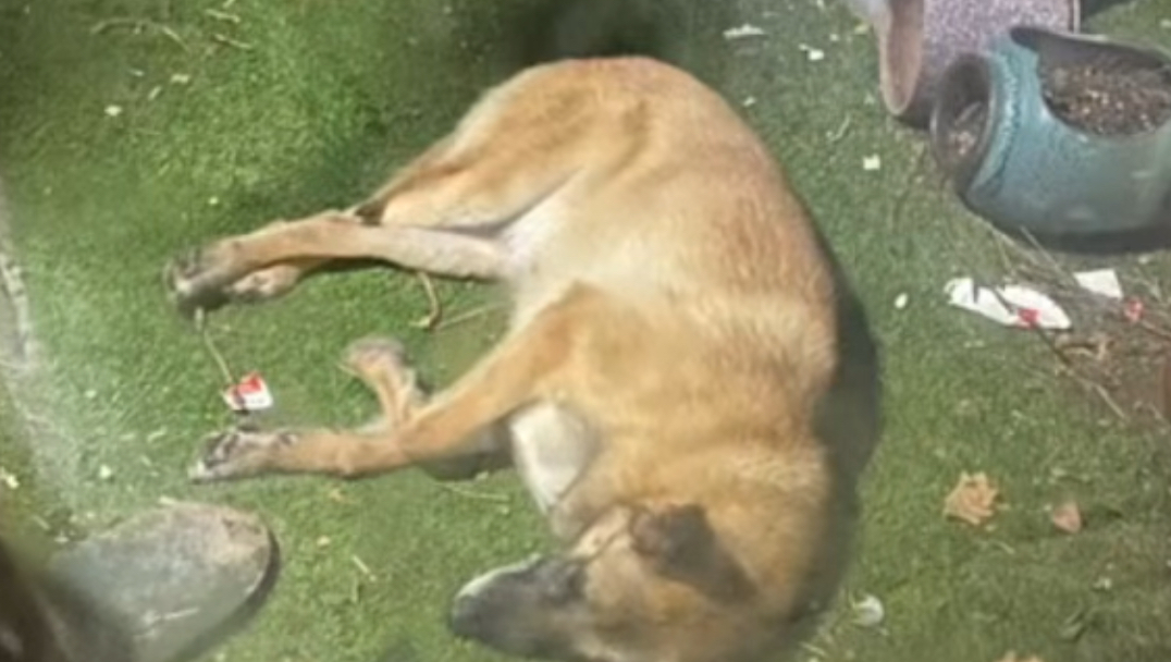 我领养的退役搜救犬偷吃了7斤狗粮