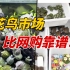 挑选乌龟？浦西岚灵，浦东宝丰，上海最大的花鸟市场！