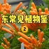 【水果猎人】广东常见植物鉴定（2）
