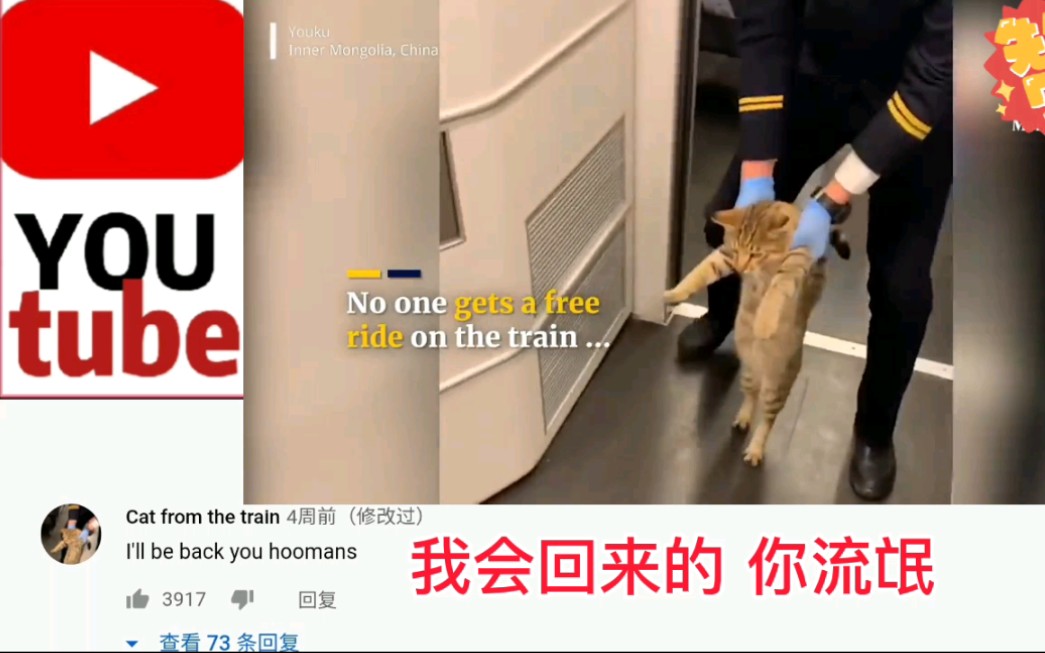 中国小猫无票进去高铁被护送出来走红外网。引发外国网友热烈评论。