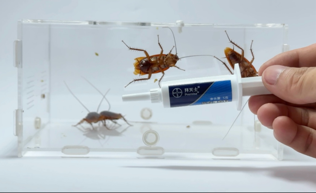 把拜灭士喂给蟑螂吃！会发生什么事？