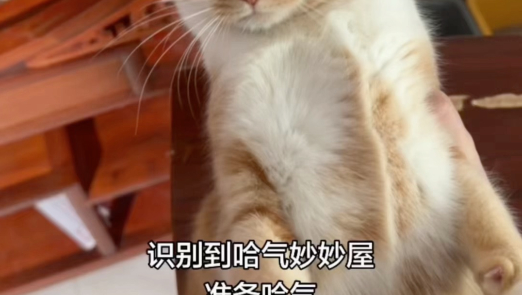 优势在我猫在“附魔台”上的故事。