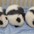 好多只“滚滚”！2020年全国共繁育44只大熊猫幼崽