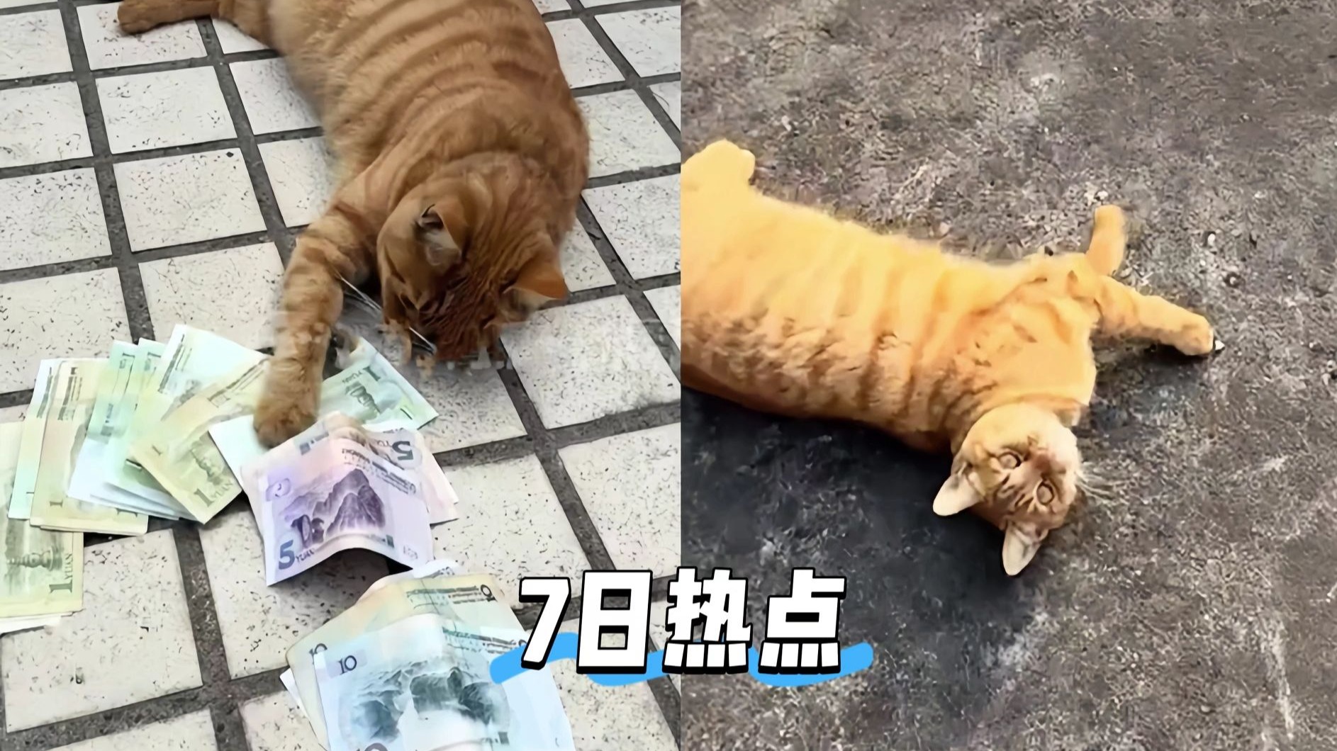 2月7日社会热点速递，量大管饱。女子刚拜完财神庙，随后发现家里每天都会莫名多一些零钱：原来是小猫从邻居家“叼”来的