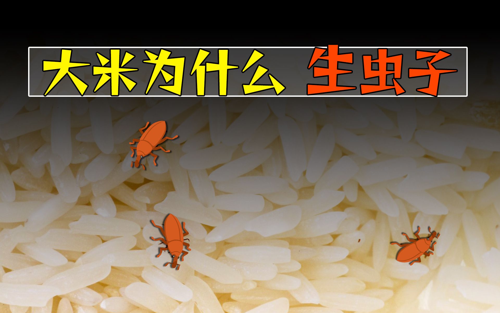 怎样能快速把大米和虫子分开，米里面的虫用什么办法让它跑出来