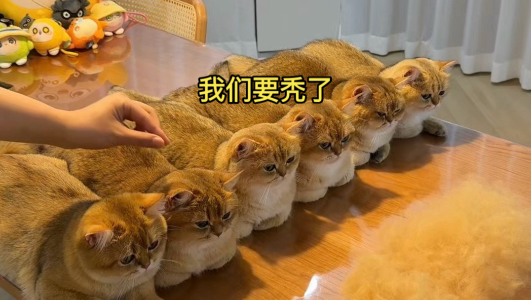 猫咪的猫毛竟然可以这样收藏起来！