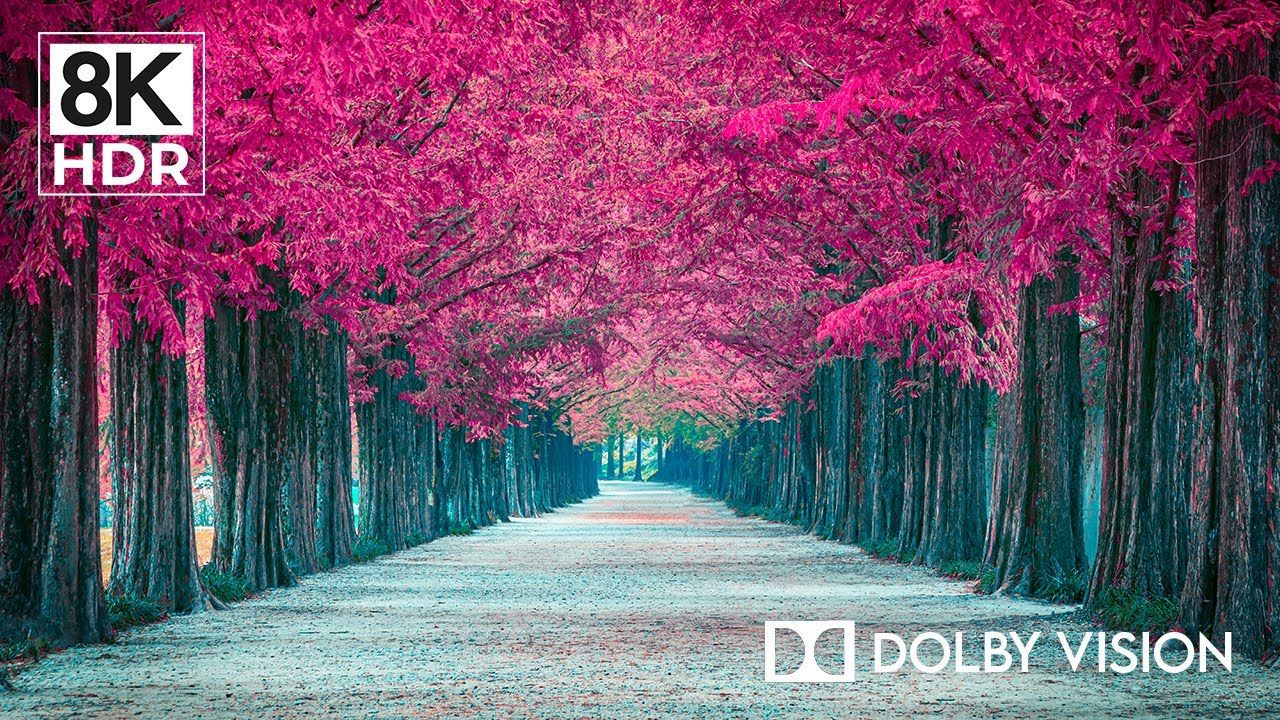 【8K HDR】在8K HDR中迷失自我_杜比视界中的自然之美（60FPS）|极致画质|杜比视界|电视屏幕测试|手机屏幕测试 |