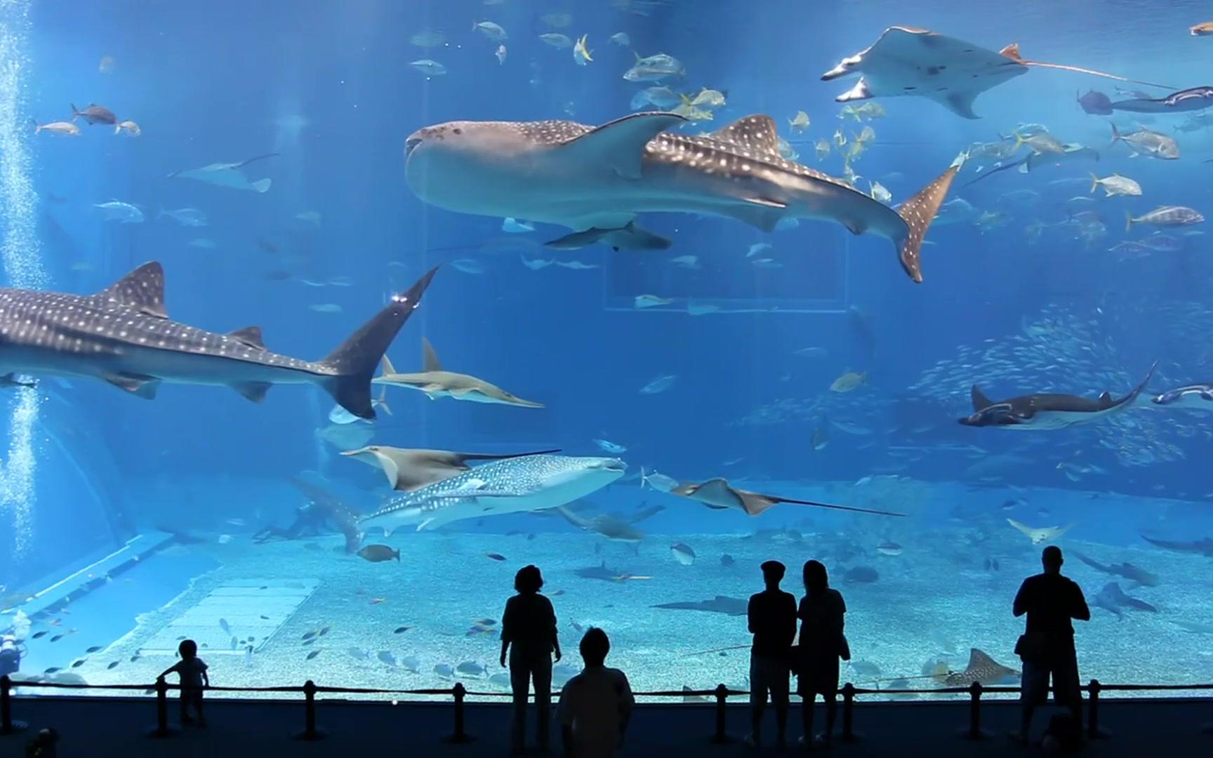 壁纸 海底 海底世界 海洋馆 水族馆 桌面 1728_1080图片