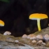 咻咻咻~胖乎乎的蘑菇