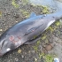 毛里求斯海滩惊现十余只海豚尸体