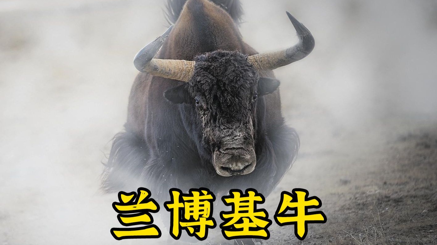 野牦牛：高原V8