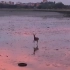 摄影师抓拍到的一只迎着朝霞在海滩上快乐蹦跶的小鹿，真的好可爱好治愈啊！