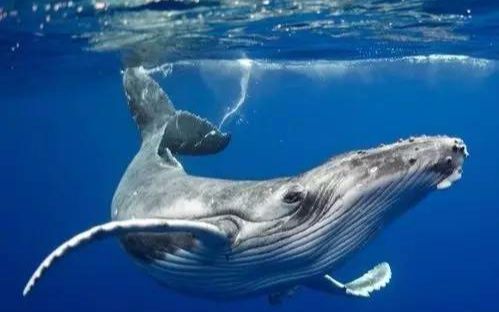 鲸鱼高清图片