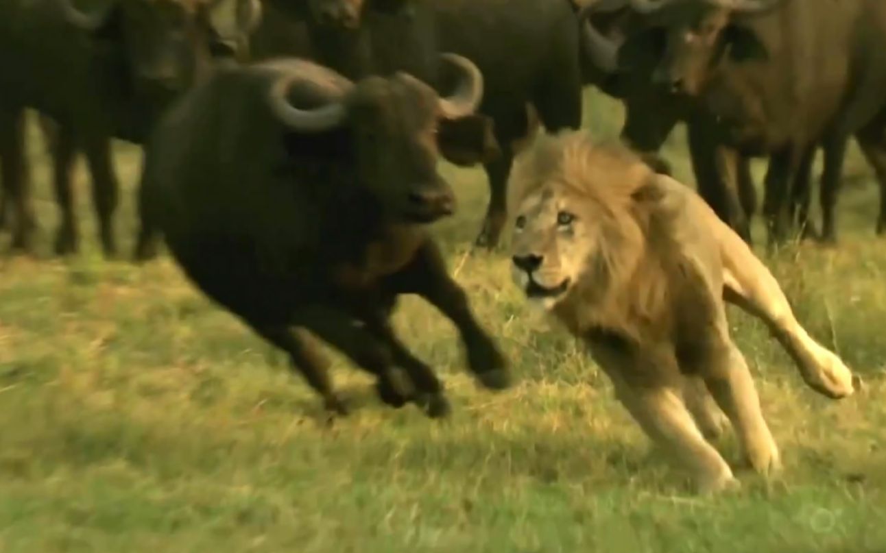 雌狮捕食小水牛，成年水牛愤怒追击，深陷狮群被猎杀_狮子