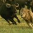 【纪录片】狮子与水牛的血腥大战（国语无字）