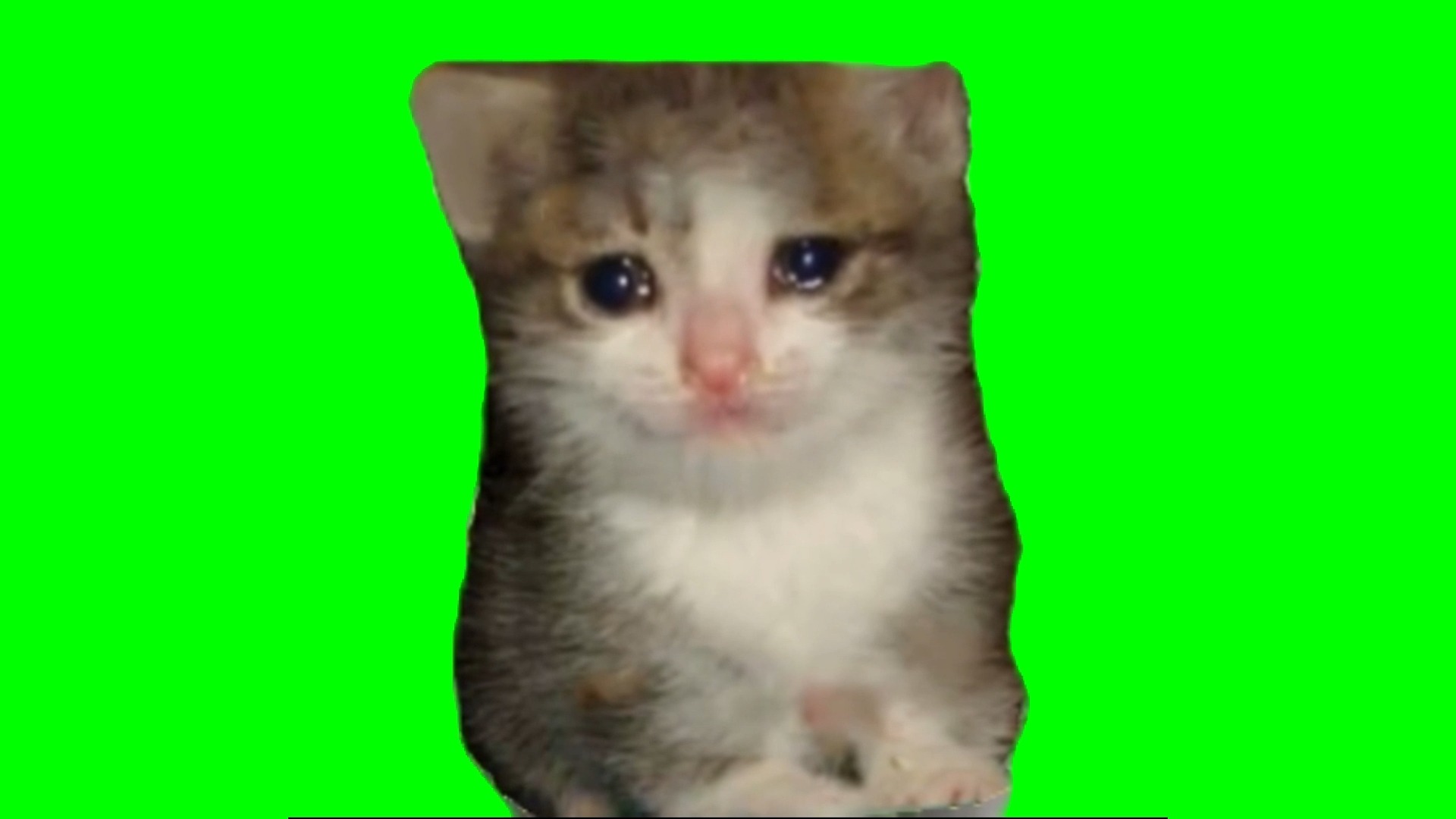 【高清】委屈猫哭泣猫meme绿幕素材30秒
