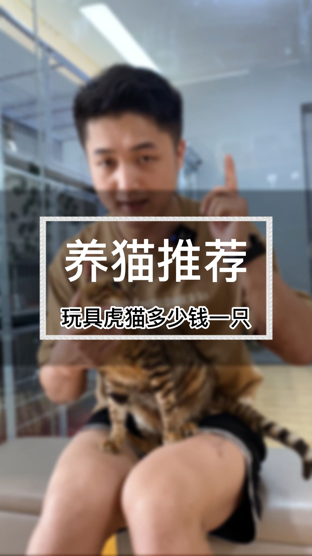 玩具虎猫多少钱一只？玩具虎猫的价格是多少？这只猫我保证99%人都没见过！（C313）