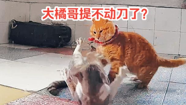 大橘哥132-提不动刀了??大橘哥的自由具体是干什么?