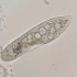 【显微】显微镜日常，看看草履虫。