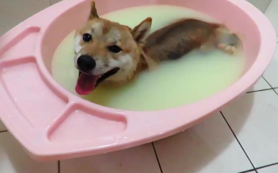 一盆柴犬汤