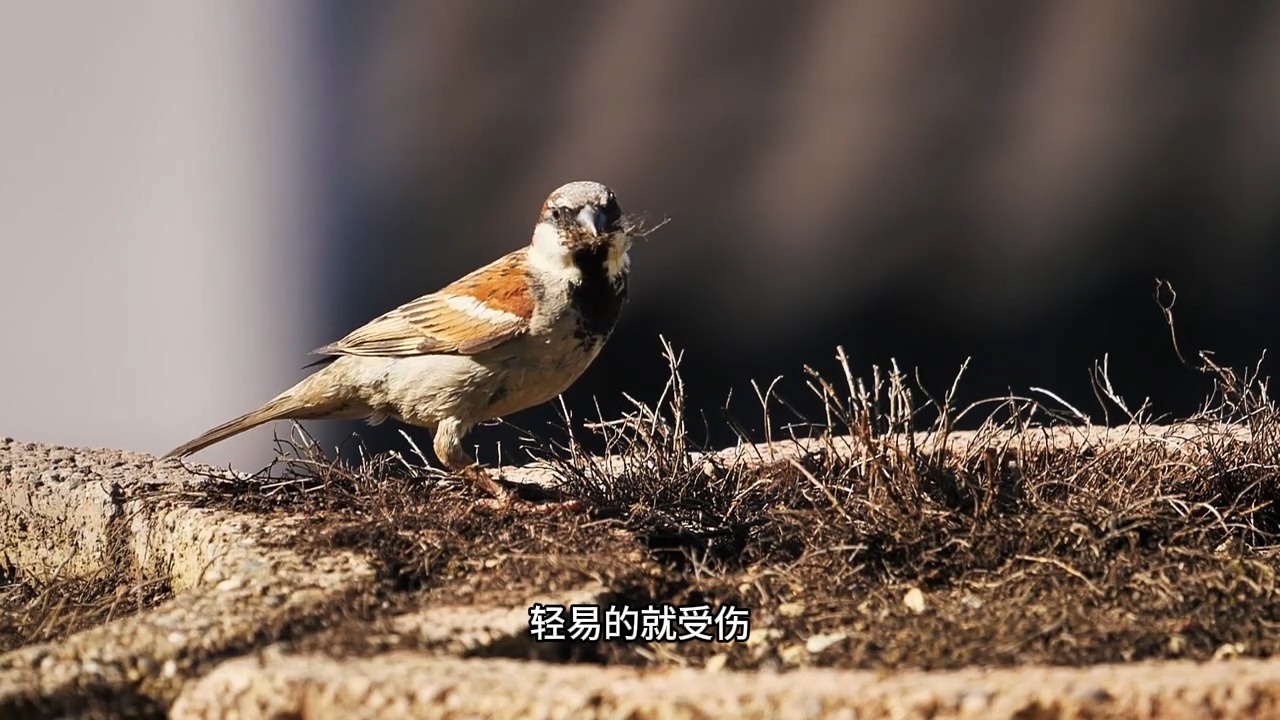 当我们在生活中陷入与别人的争执时，我们该如何体面优雅的回应来自对方的恶意呢？一个方法帮你实现降维打击