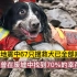汶川地震中67只搜救犬已全部离世，他们曾在废墟中找到70%的幸存者