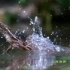 你见过中美洲鬣蜥的武林绝技“轻功水上漂”吗？