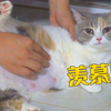 母猫产后涨奶难受，我老公天天帮它揉，待遇真好
