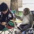 【动物成精】人猴无障碍交流