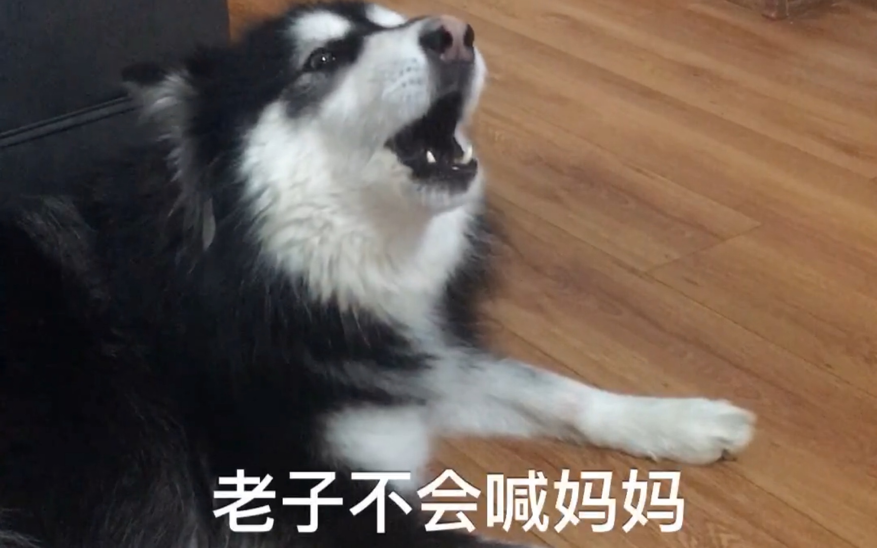 【阿拉斯加】漫长的人狗duet家庭演唱会(其实狗在骂人)