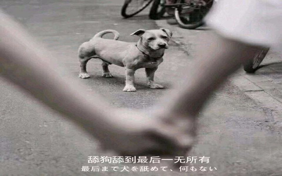 活动作品一个视频告诉你舔狗的爱到底有多卑微