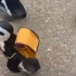 小企鹅们集体背着书包出来了，这是准备去上学吗？