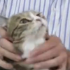 捏 猫 猫 的