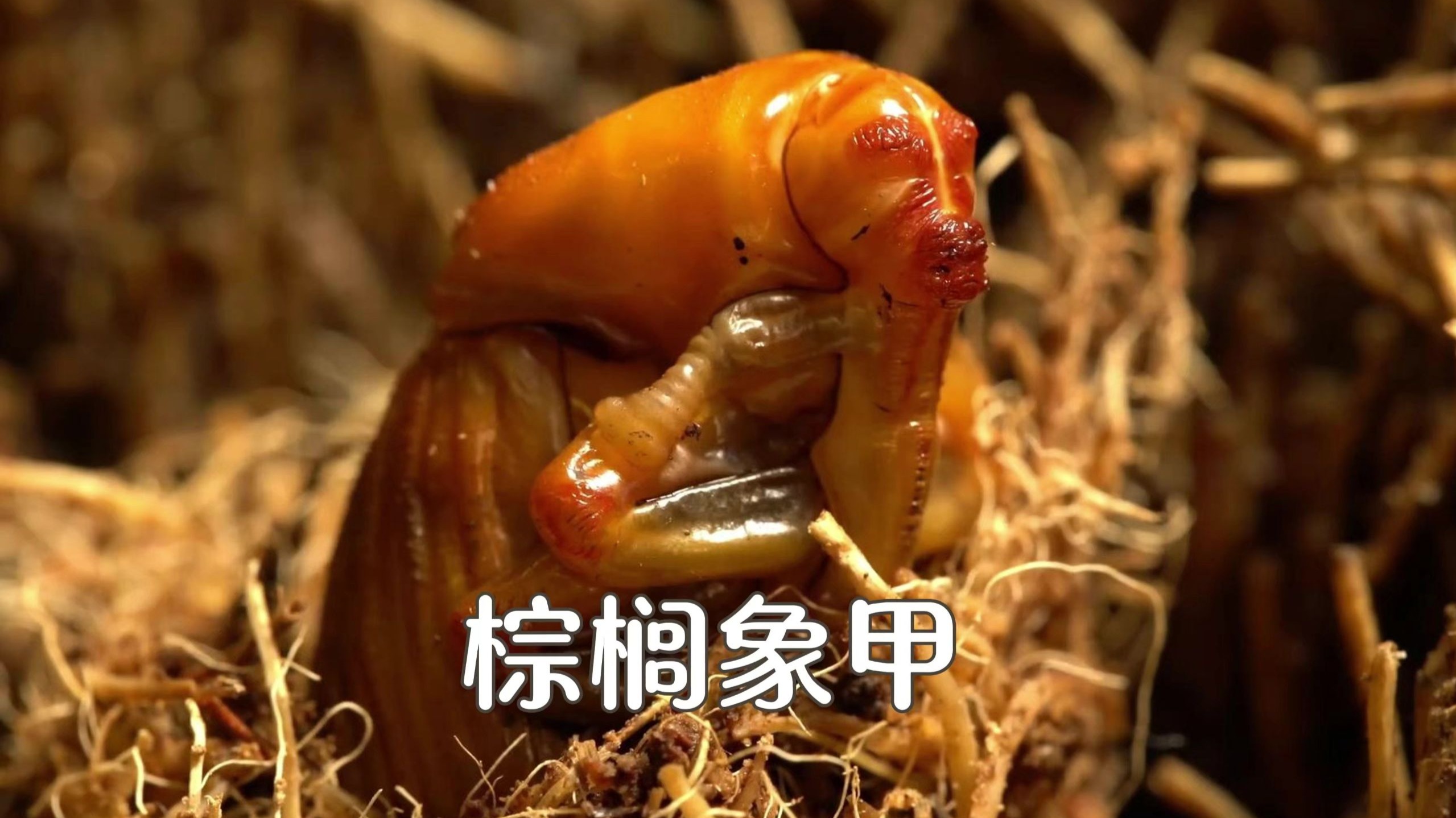 好奇棕榈象甲这玩意儿能吃吗？