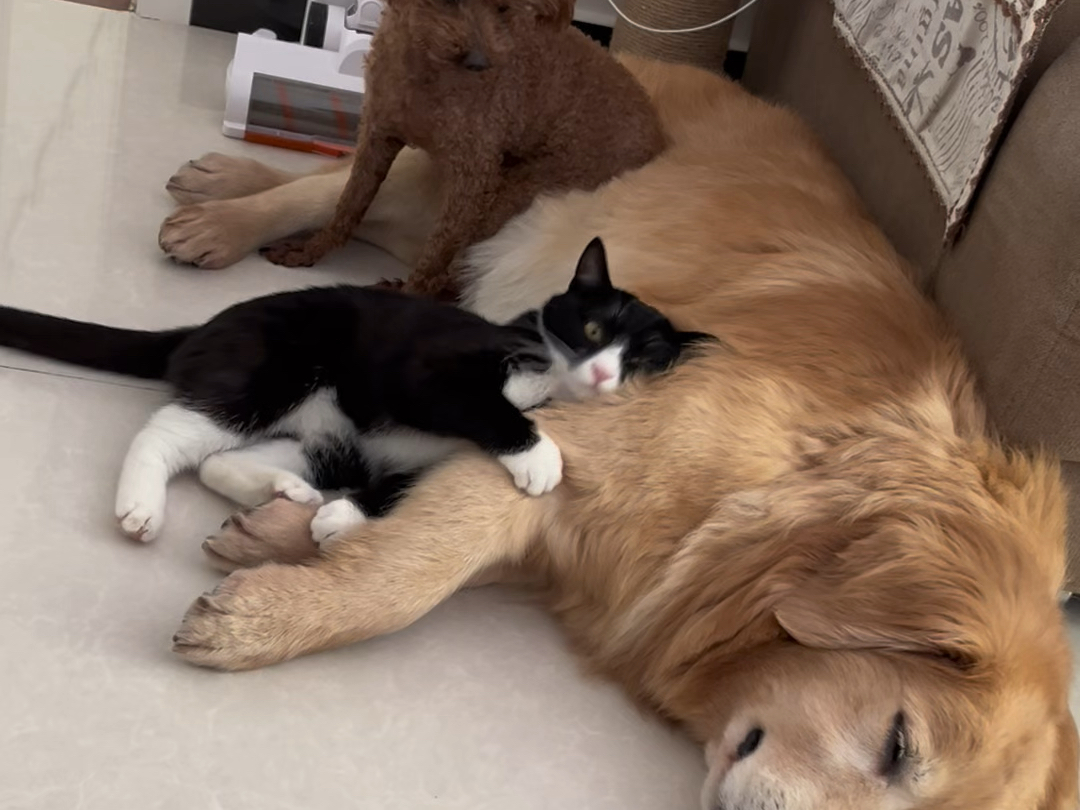 关于我怕家里的两只老年犬无聊我给它俩养了只奶牛猫 莫名其妙的一天