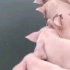 母猪排队掉下水沟