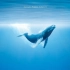 【美丽星球 蓝色海洋】纪录片经典系列之2009年Documentary《Océans》蓝色海洋中的万物与生灵——PART